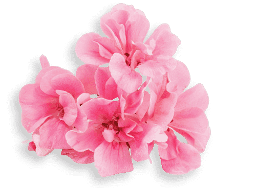 Fleur Geranium Rosat Bio