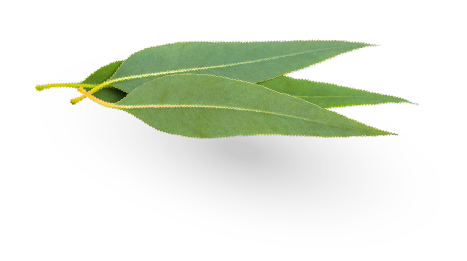 Feuille Huile Essentielle Eucalyptus Citronee Bio 2